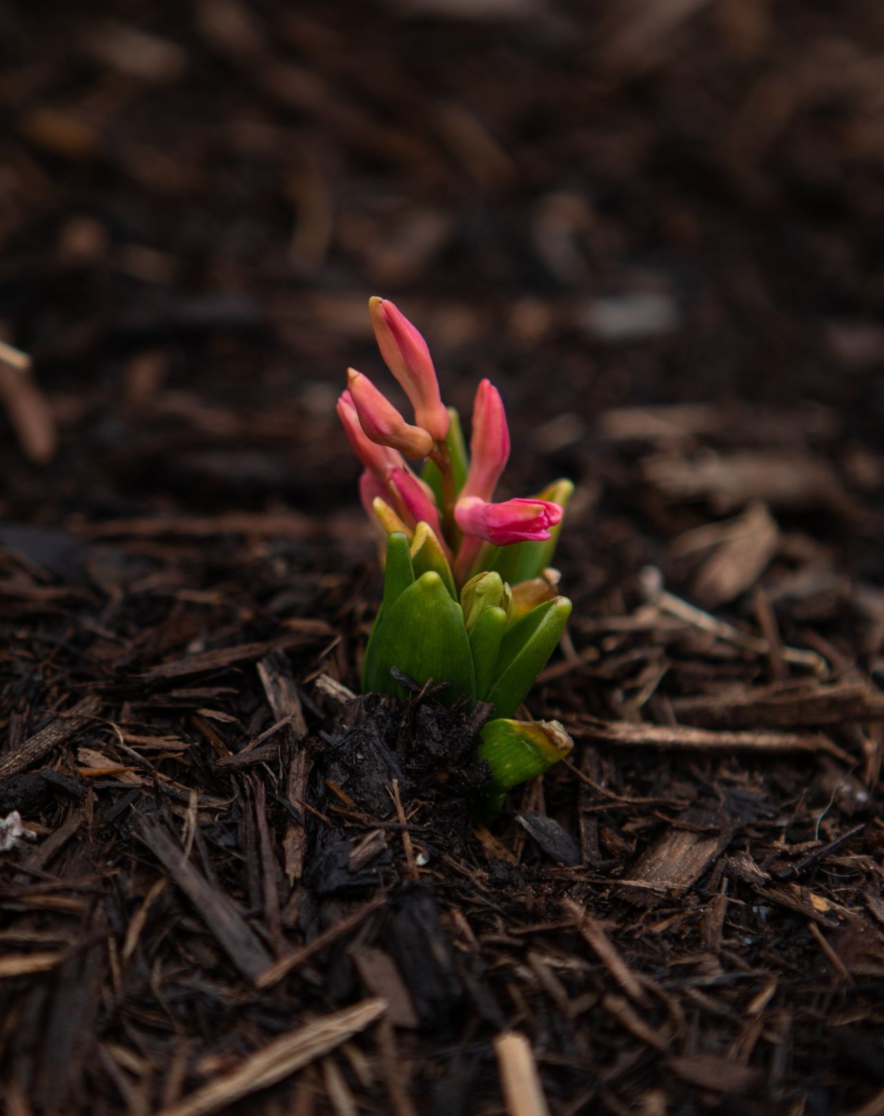 Spring blooms in St. Louis